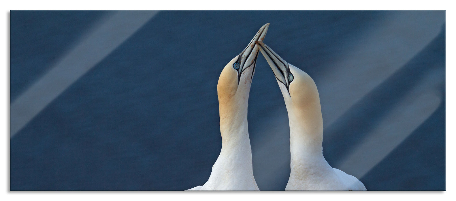 Pixxprint außergewöhnliche Vögel am Meer, Glasbild Panorama