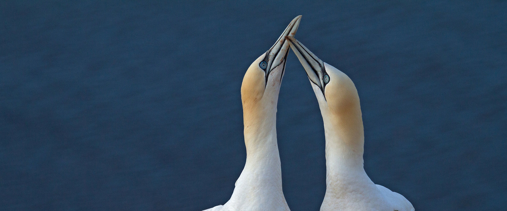 außergewöhnliche Vögel am Meer, Glasbild Panorama