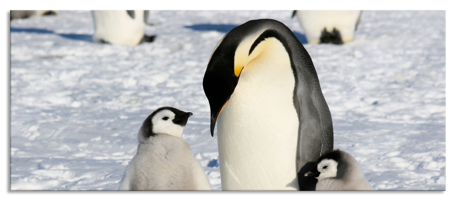 Pixxprint Kaiserpinguin mit Küken, Glasbild Panorama