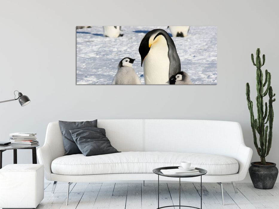 Kaiserpinguin mit Küken, Glasbild Panorama