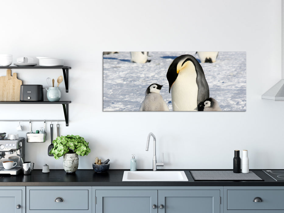 Kaiserpinguin mit Küken, Glasbild Panorama