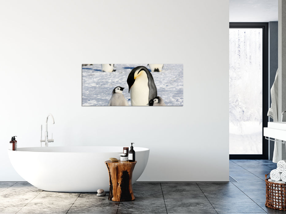 Kaiserpinguin mit Küken, Glasbild Panorama