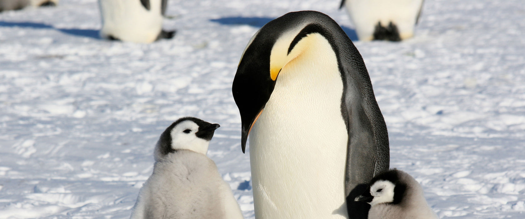 Kaiserpinguin mit Küken, Glasbild Panorama