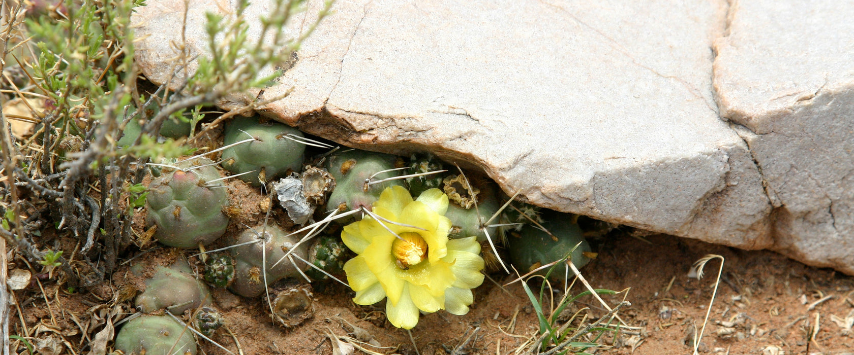 Kakteen mit gelber Blüte, Glasbild Panorama