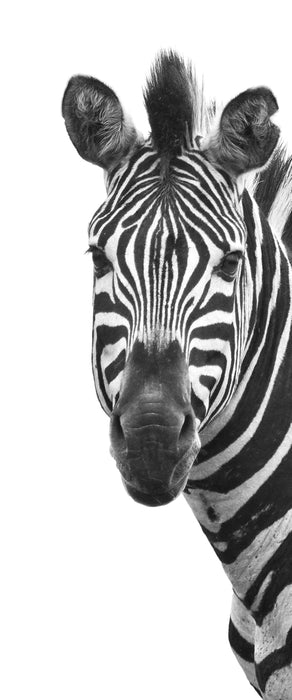 Zebra im Portrait, Glasbild Panorama