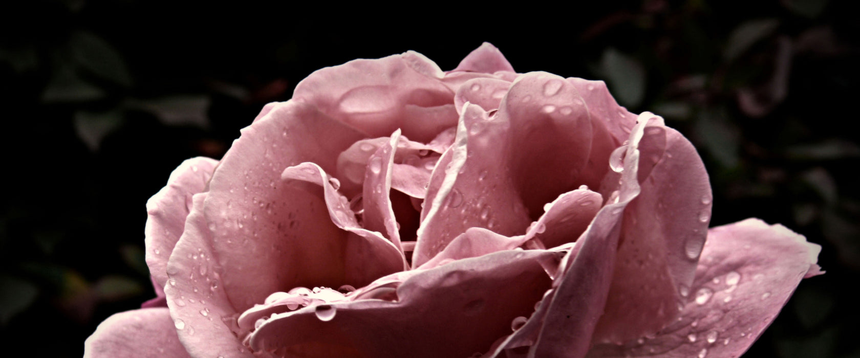 zarte rosafarbene Rosenblüte, Glasbild Panorama