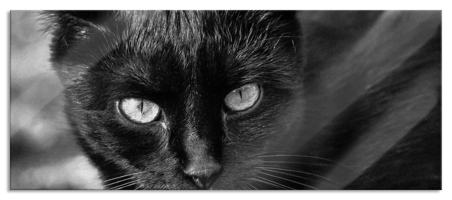 Pixxprint schwarze Katze, Glasbild Panorama