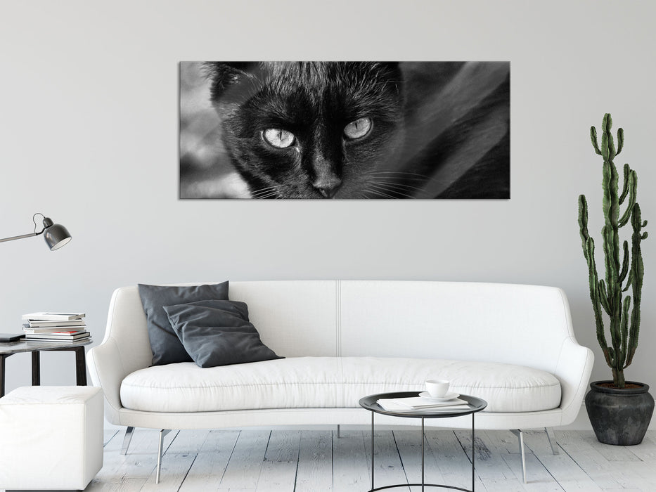 schwarze Katze, Glasbild Panorama