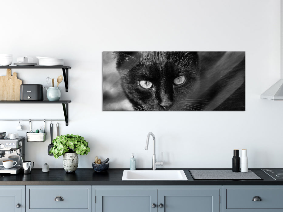 schwarze Katze, Glasbild Panorama