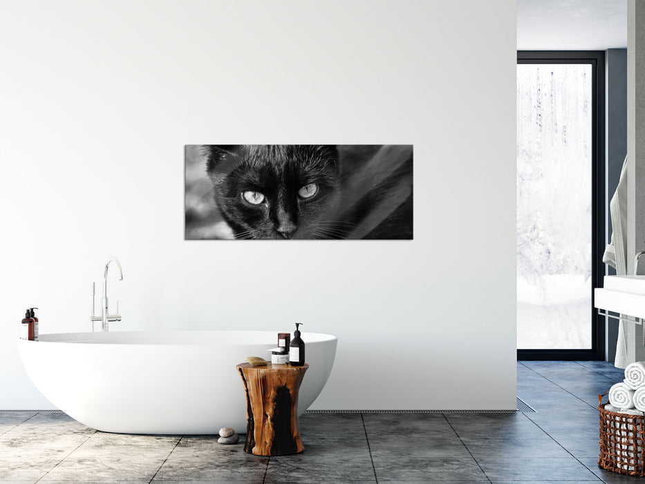 schwarze Katze, Glasbild Panorama