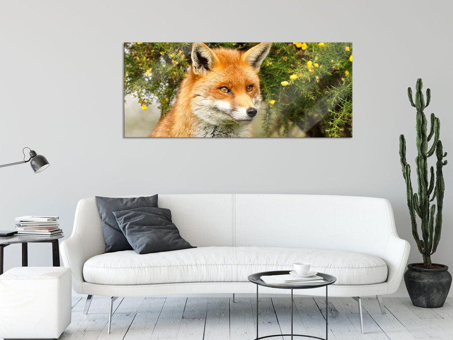 aufschauender Fuchs, Glasbild Panorama