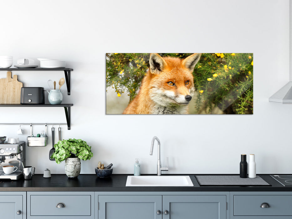 aufschauender Fuchs, Glasbild Panorama