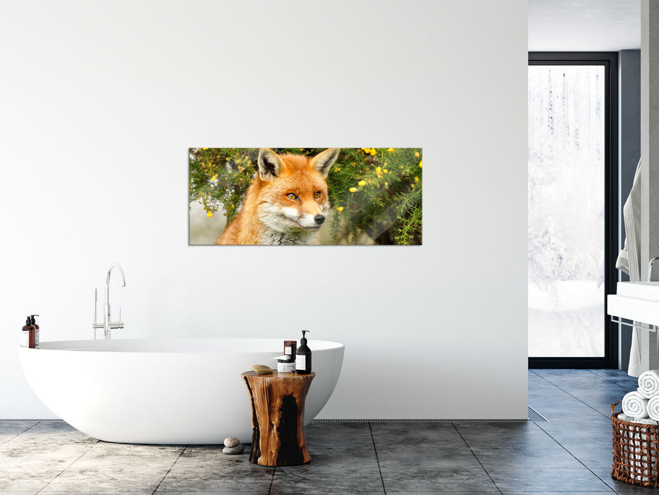 aufschauender Fuchs, Glasbild Panorama