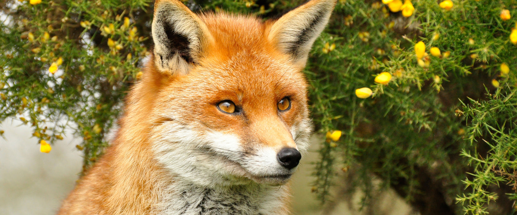 aufschauender Fuchs, Glasbild Panorama