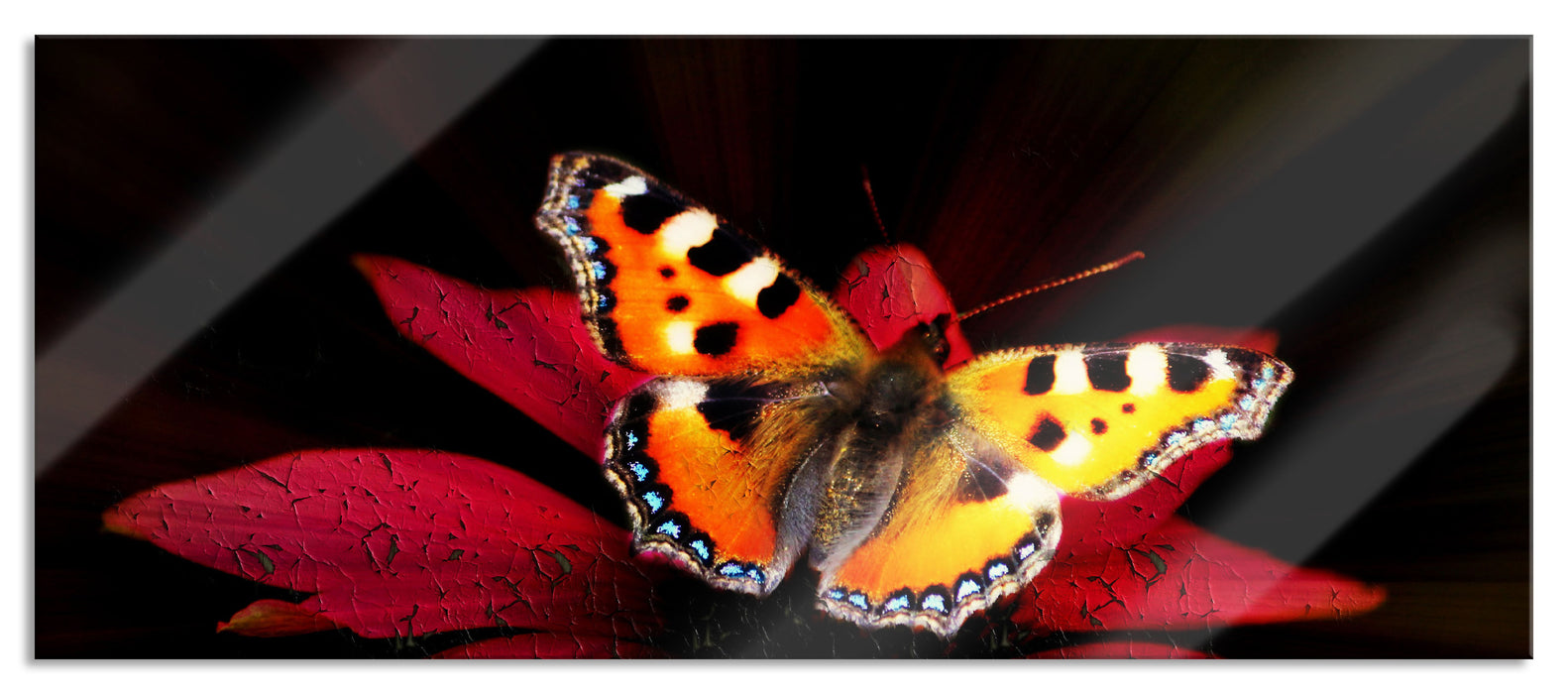 Pixxprint Schmetterling auf roter Blüte, Glasbild Panorama