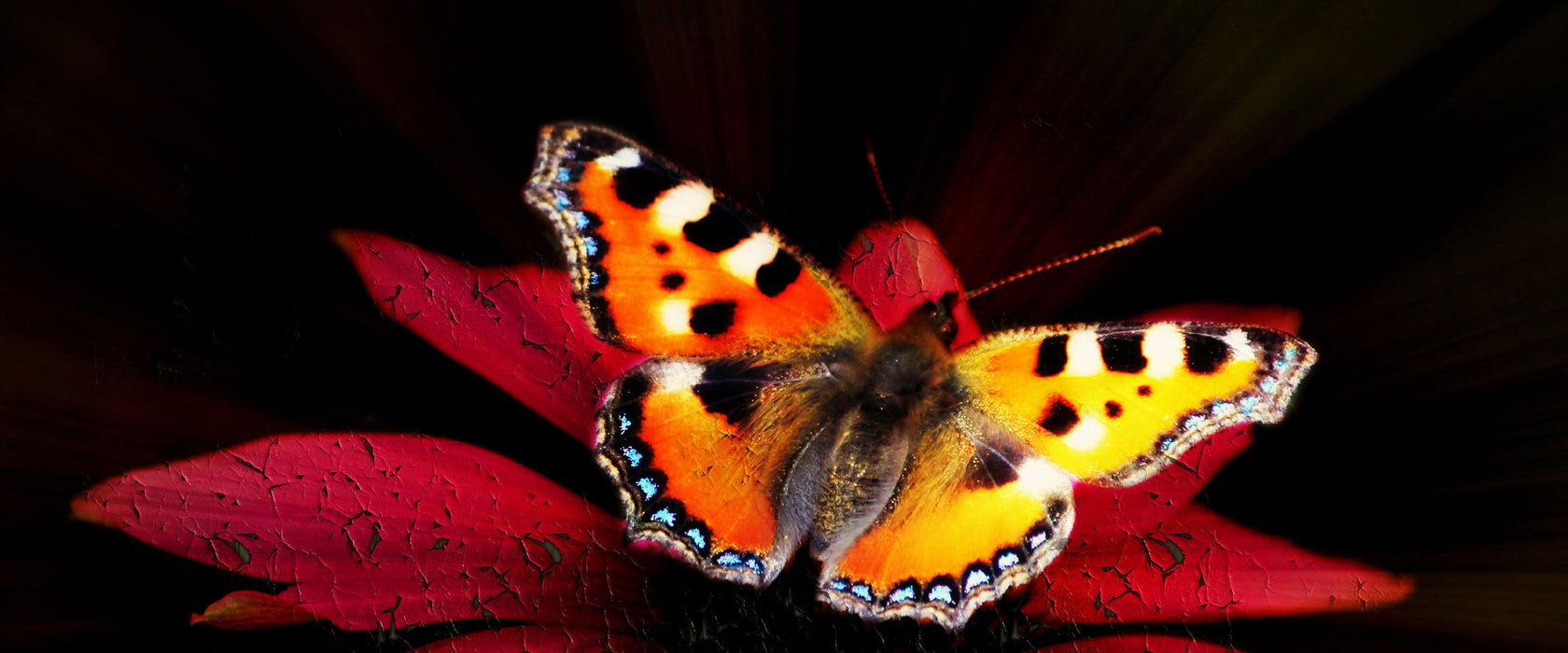 Schmetterling auf roter Blüte, Glasbild Panorama