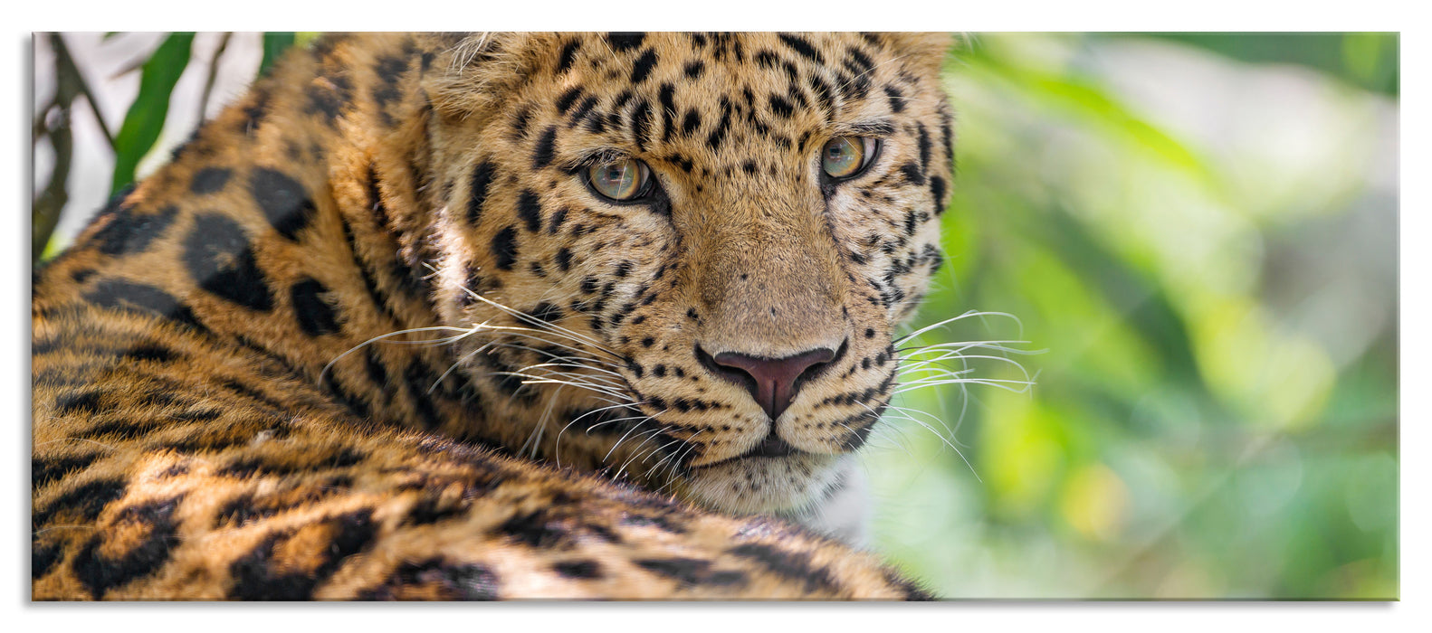 Pixxprint aufmerksamer Leopard im Schatten, Glasbild Panorama