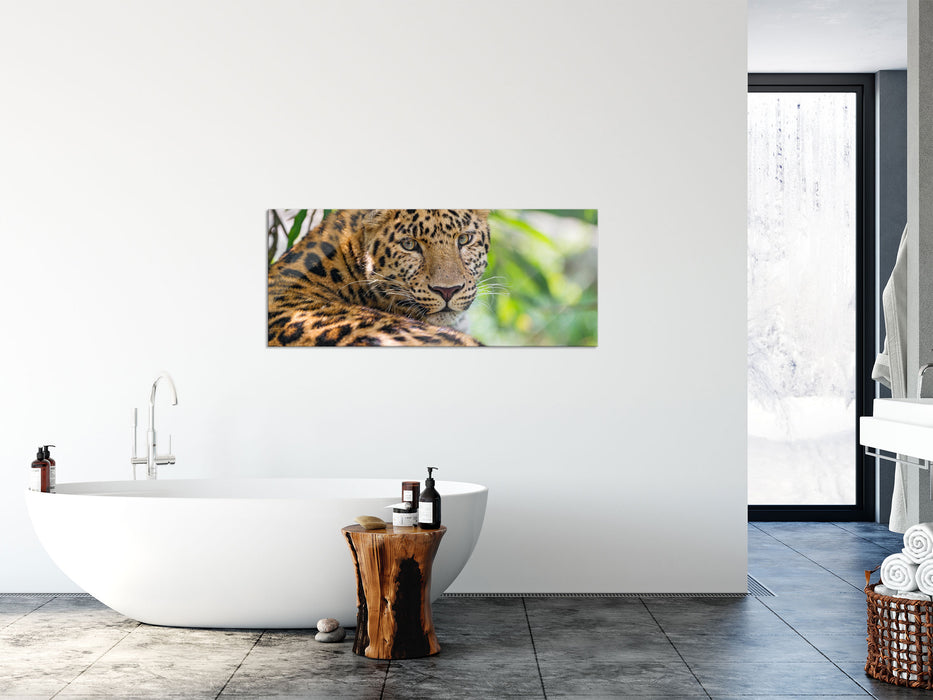 aufmerksamer Leopard im Schatten, Glasbild Panorama