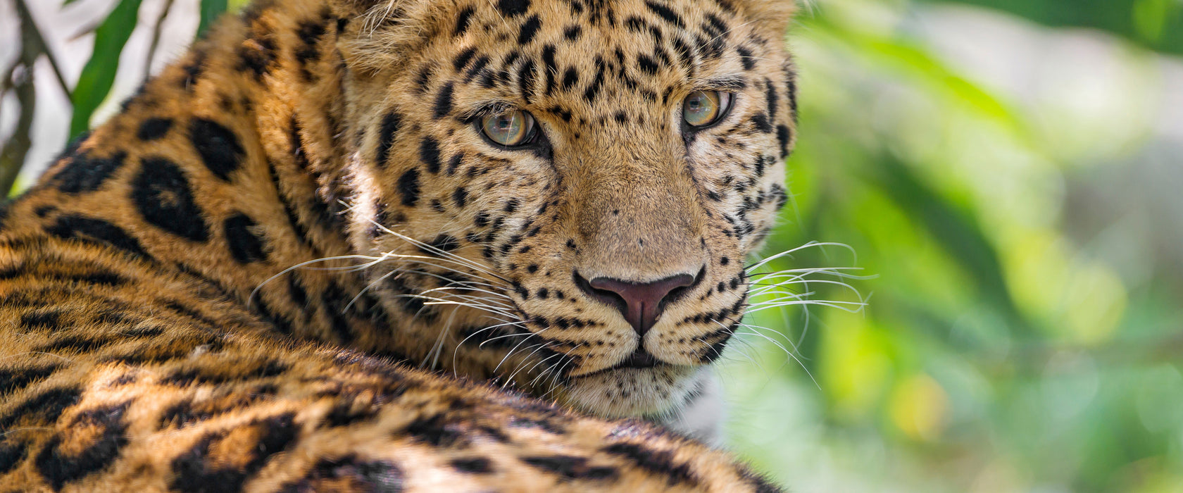 aufmerksamer Leopard im Schatten, Glasbild Panorama