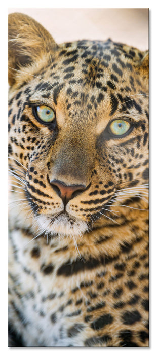 Pixxprint schöner Leopard, Glasbild Panorama