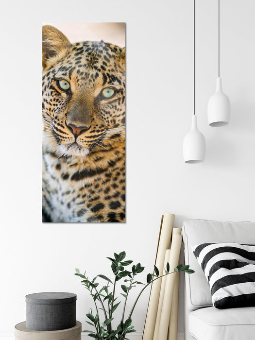 schöner Leopard, Glasbild Panorama