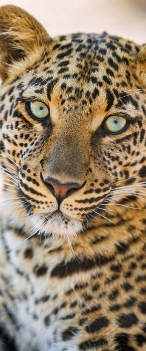 schöner Leopard, Glasbild Panorama