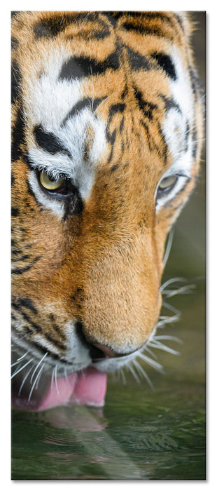 Pixxprint Tiger trinkt, Glasbild Panorama