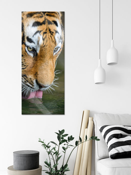 Tiger trinkt, Glasbild Panorama