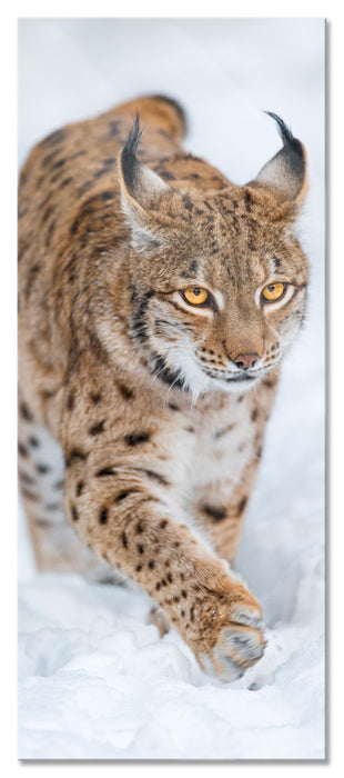 Pixxprint Luchs im Schnee, Glasbild Panorama