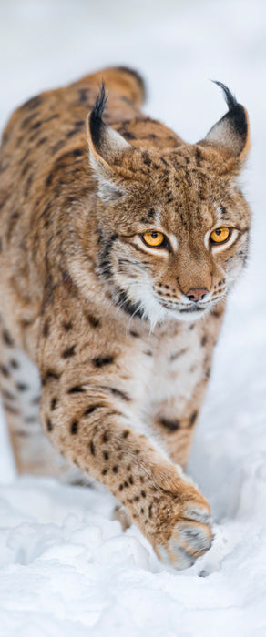 Luchs im Schnee, Glasbild Panorama