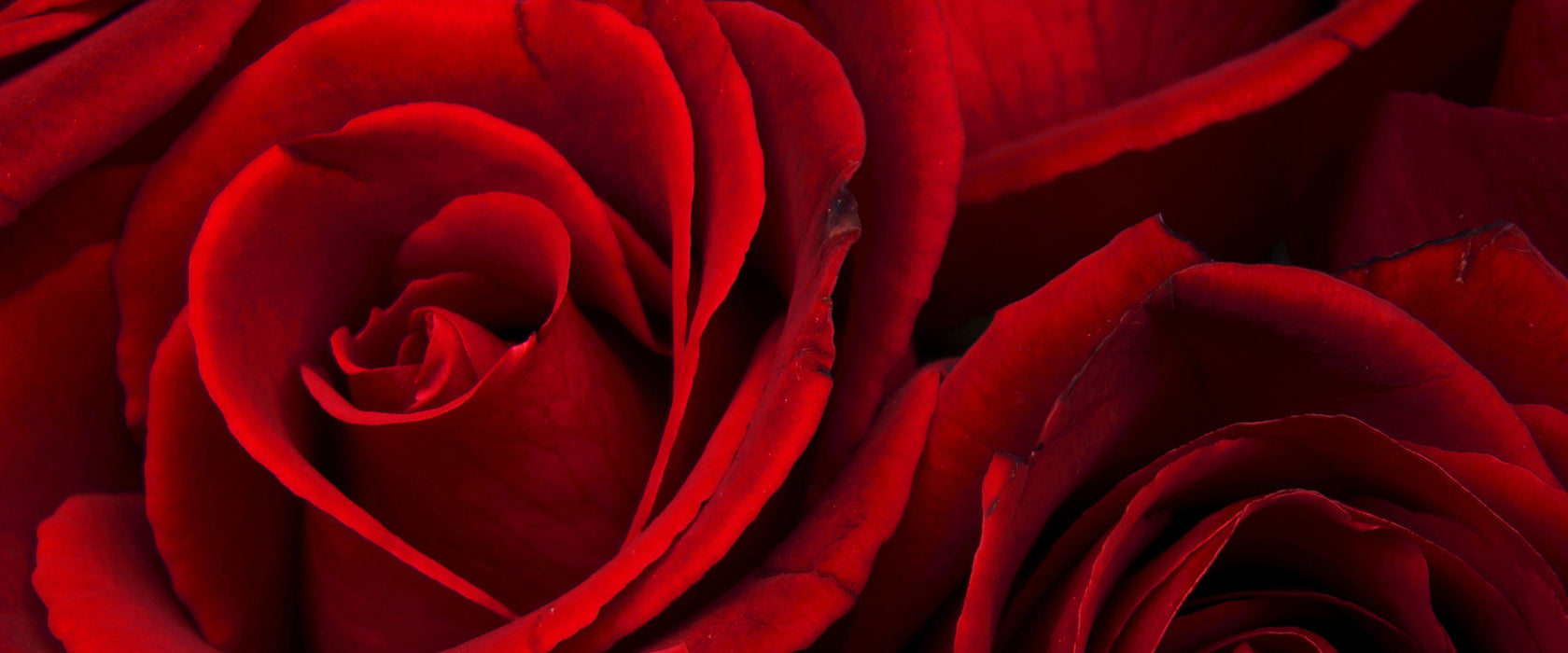 rote Rosen, Glasbild Panorama