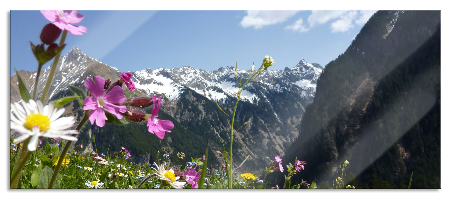 Pixxprint Wunderschöne Blumen Alpenwiese, Glasbild Panorama