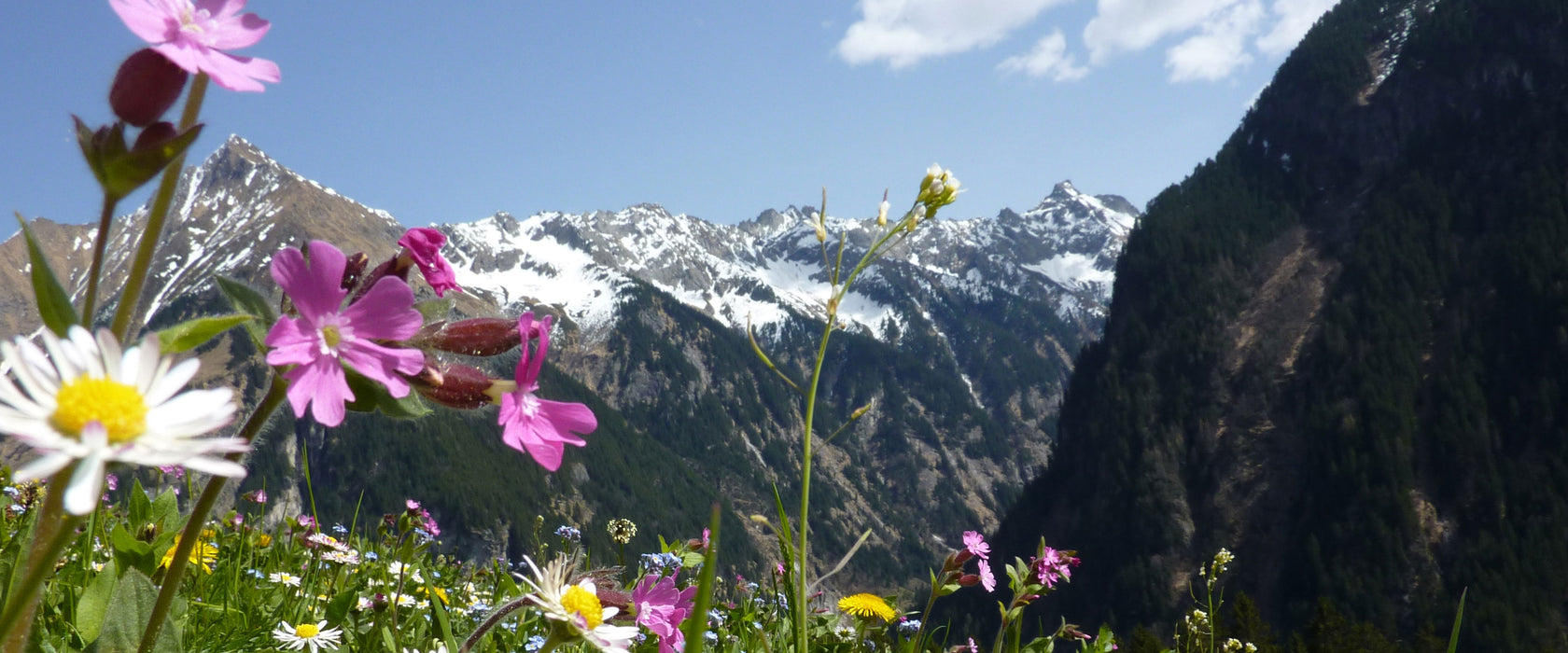 Wunderschöne Blumen Alpenwiese, Glasbild Panorama