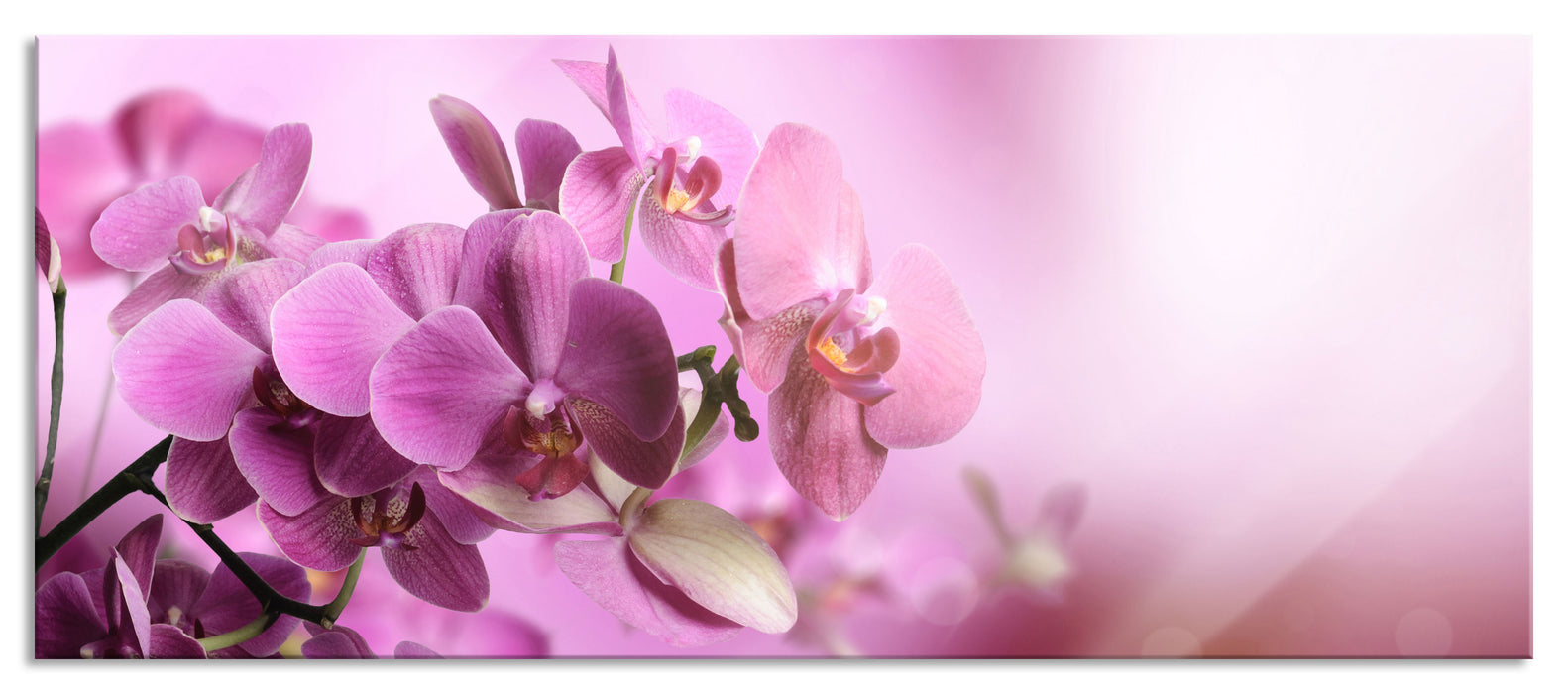 Pixxprint Wunderschöne Orchideenblüten, Glasbild Panorama