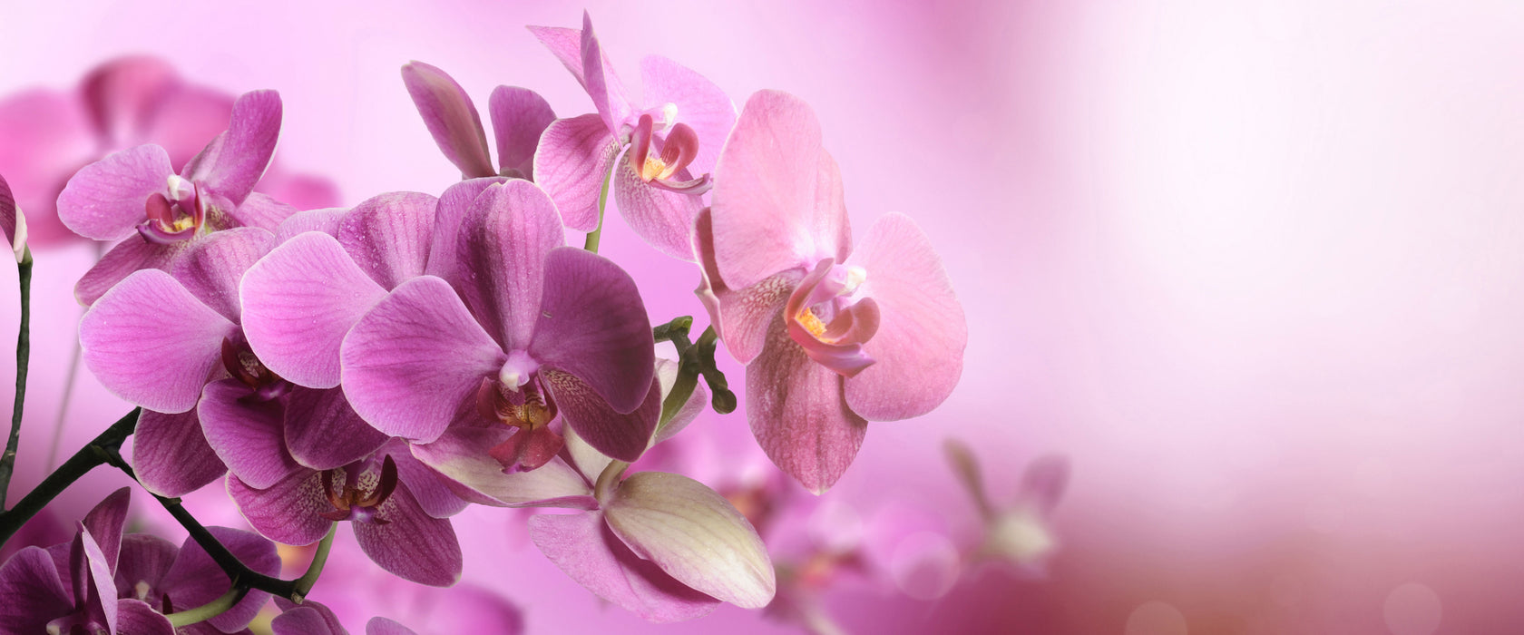 Wunderschöne Orchideenblüten, Glasbild Panorama