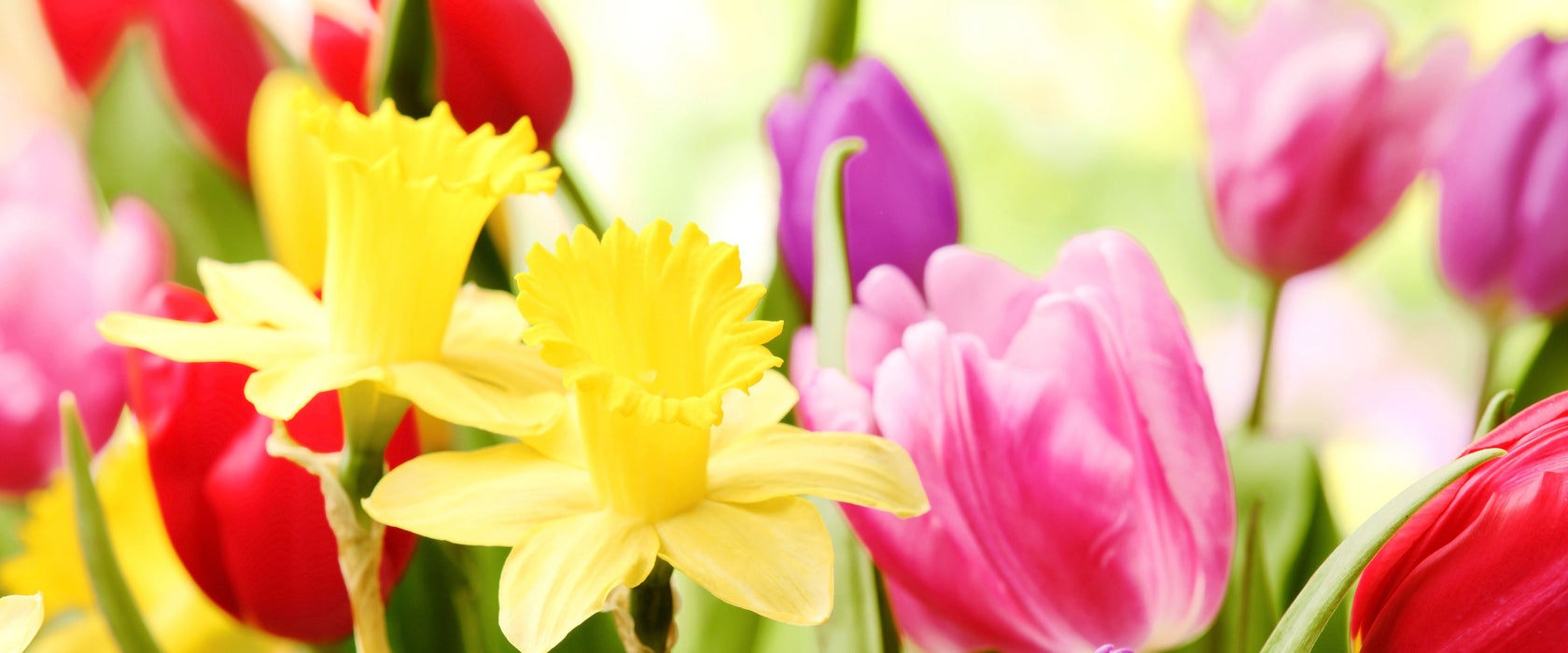 Osterglocken und Tulpen, Glasbild Panorama