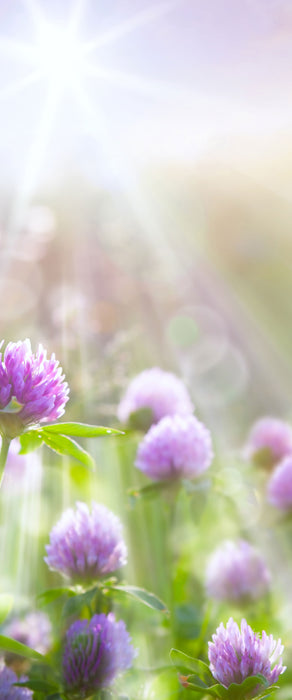 Kleeblüten im Sonnenschein, Glasbild Panorama