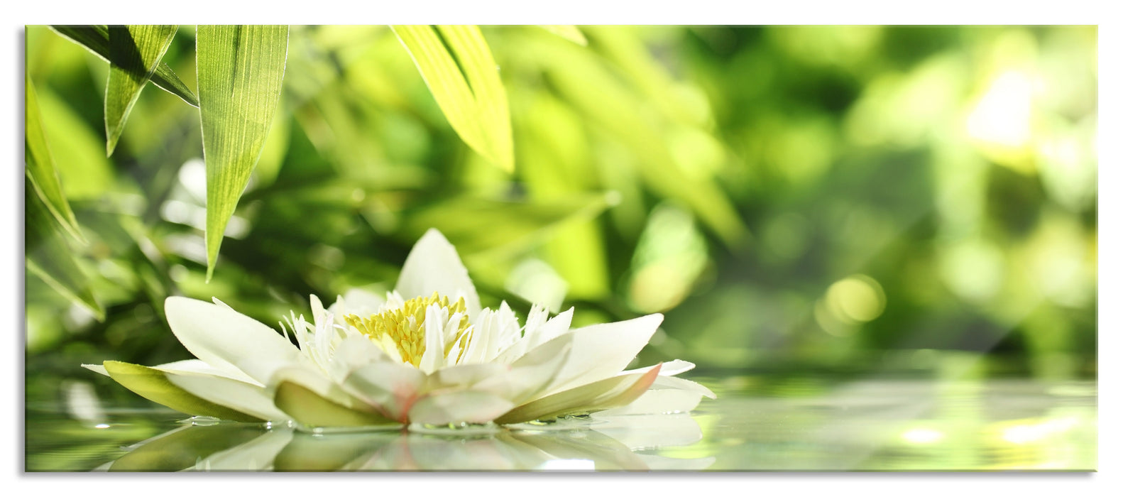 Pixxprint Weiße Seerose im Wasser Wellness, Glasbild Panorama