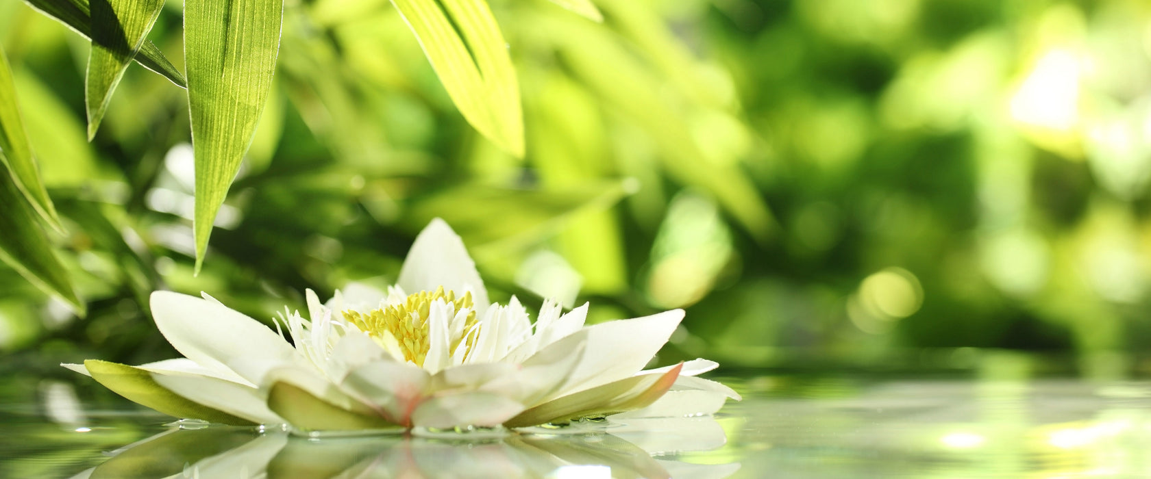 Weiße Seerose im Wasser Wellness, Glasbild Panorama