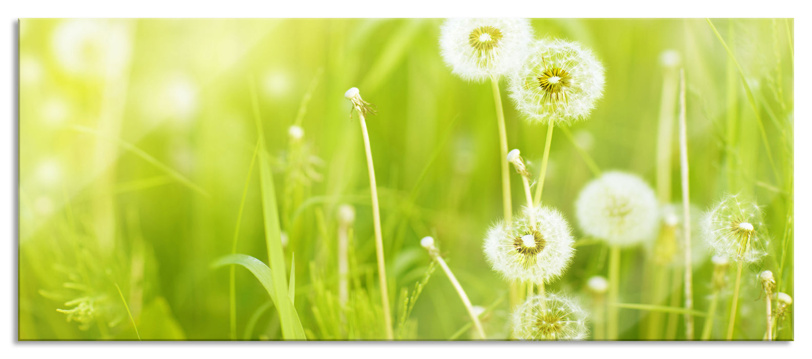 Pixxprint Pusteblumen auf Frühlingswiese, Glasbild Panorama