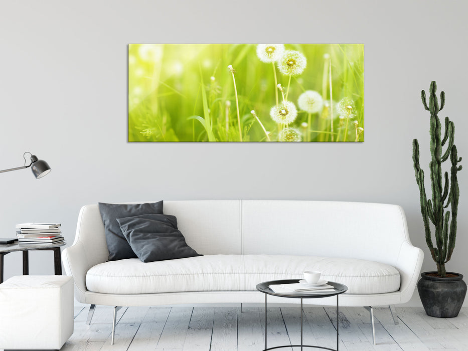 Pusteblumen auf Frühlingswiese, Glasbild Panorama