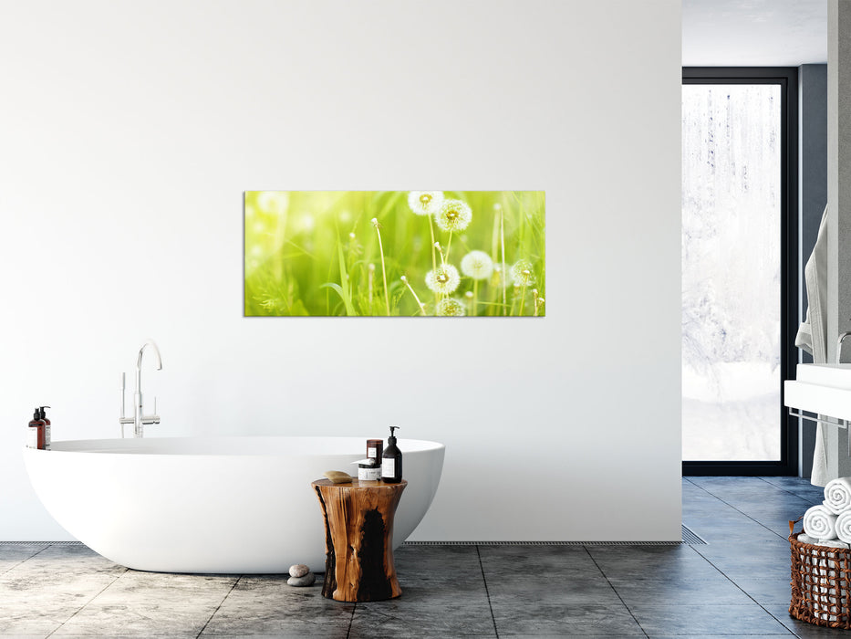 Pusteblumen auf Frühlingswiese, Glasbild Panorama