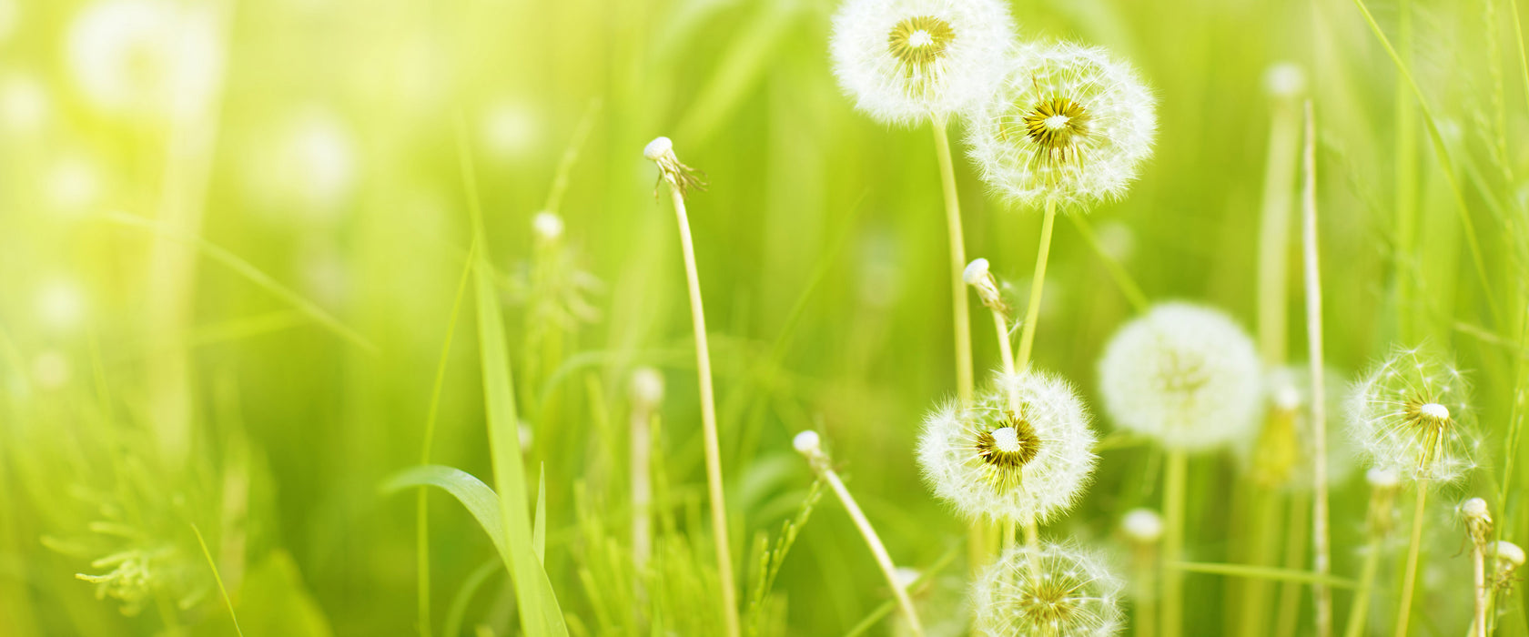 Pusteblumen auf Frühlingswiese, Glasbild Panorama