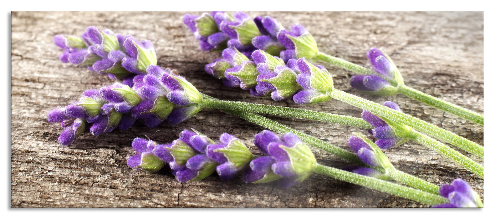 Pixxprint Liegender frischer Lavendel, Glasbild Panorama