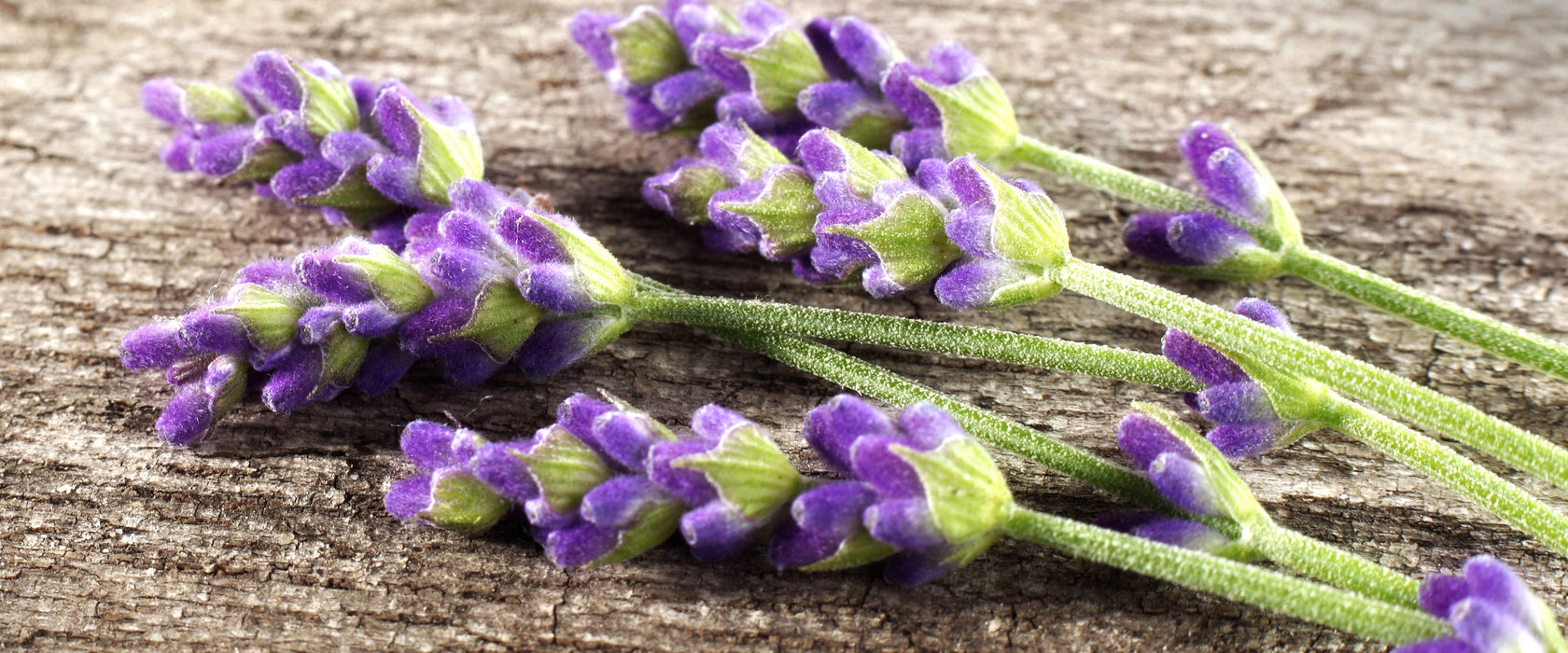 Liegender frischer Lavendel, Glasbild Panorama