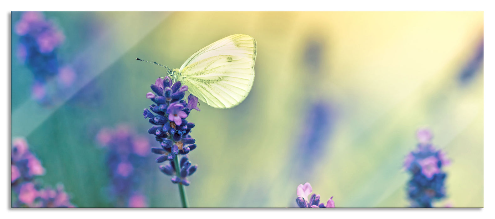 Pixxprint Schmetterling auf Lavendel, Glasbild Panorama