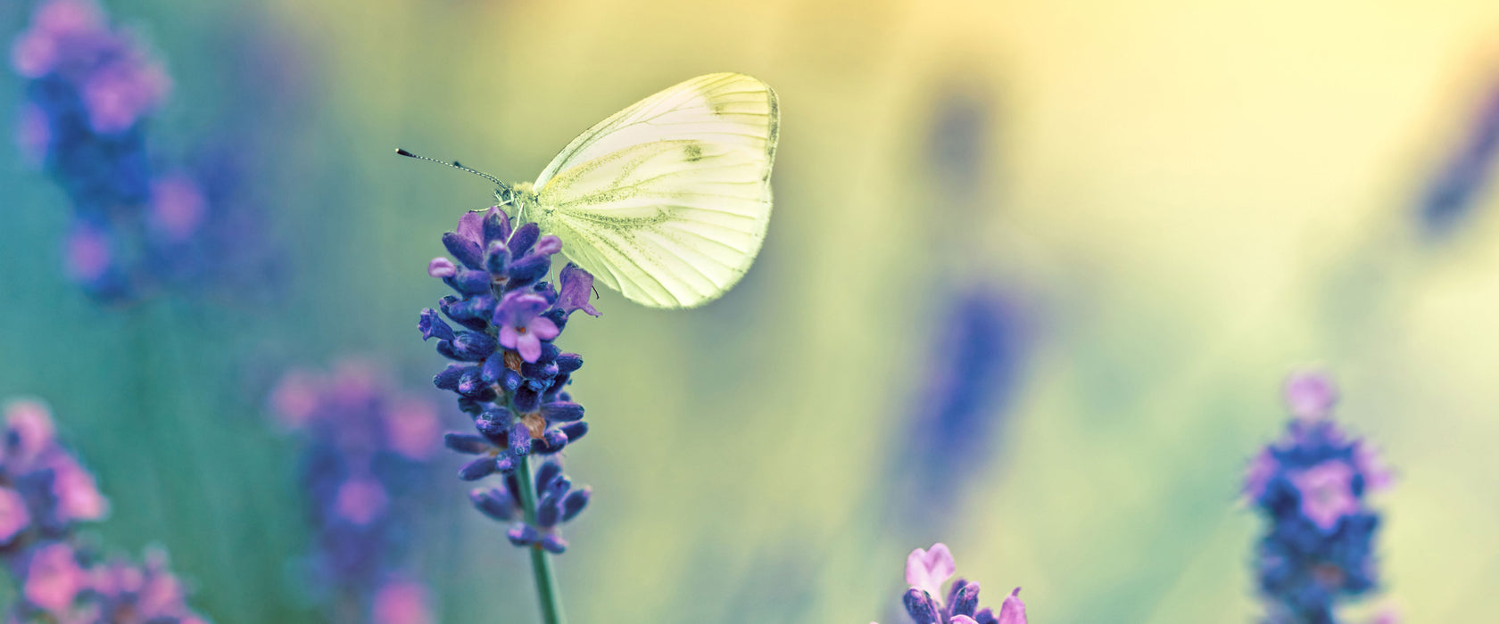 Schmetterling auf Lavendel, Glasbild Panorama