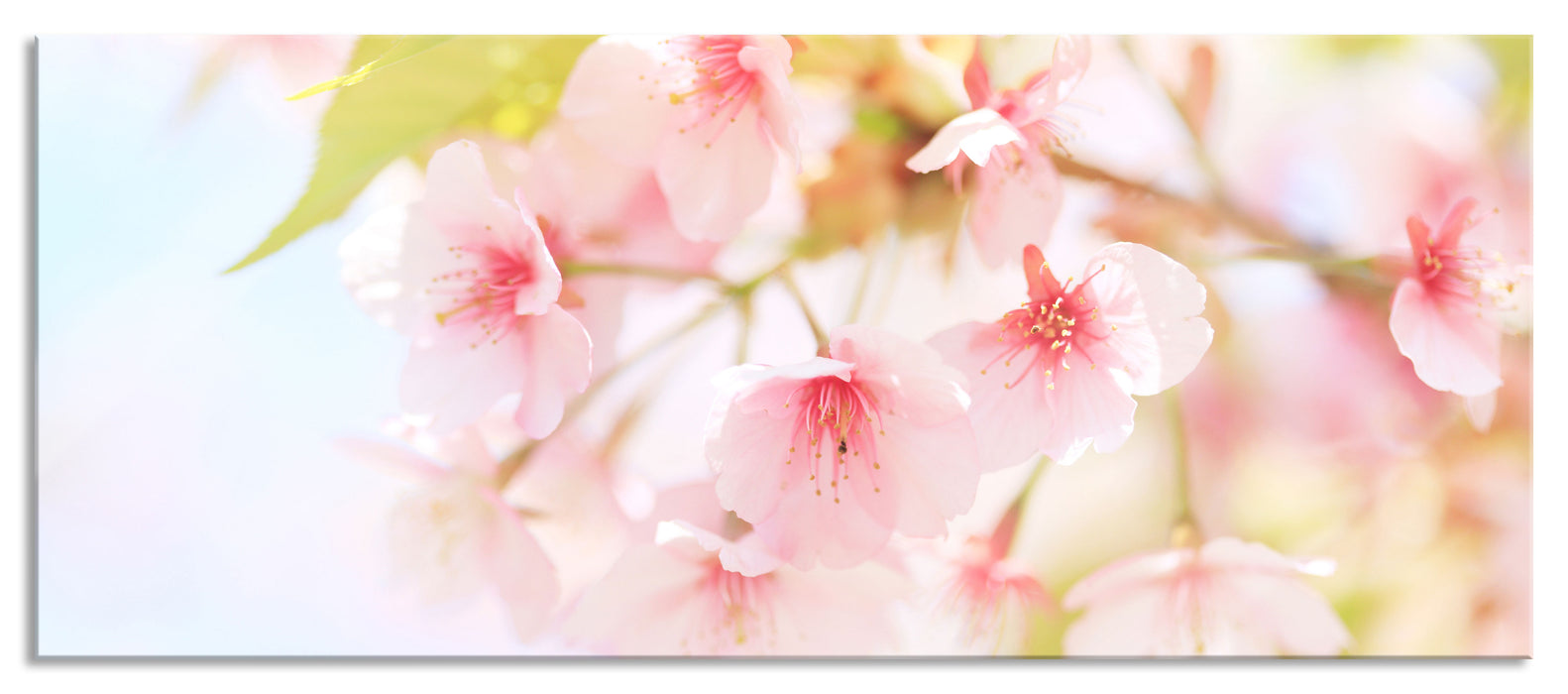 Pixxprint Kirschblüten an Baum, Glasbild Panorama