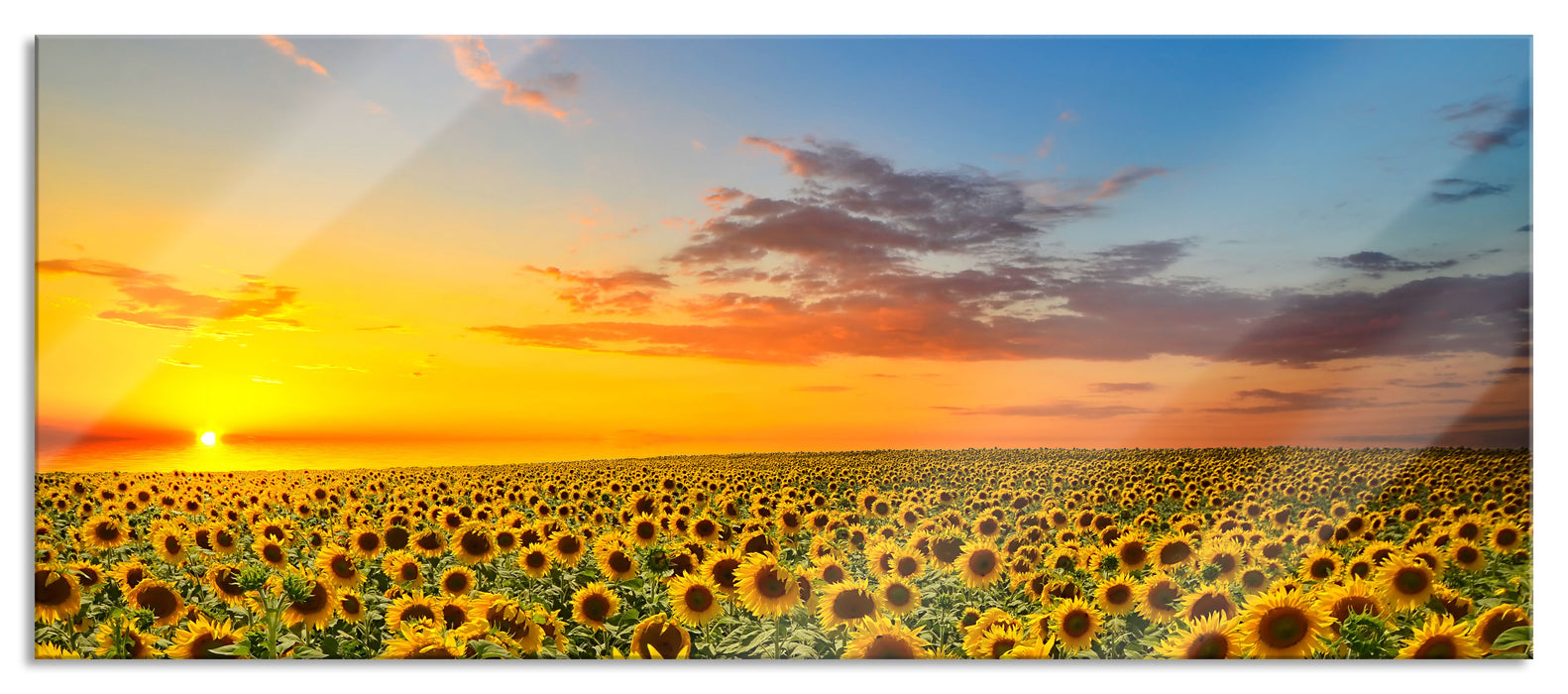 Pixxprint Sonnenuntergang Sonnenblumen, Glasbild Panorama