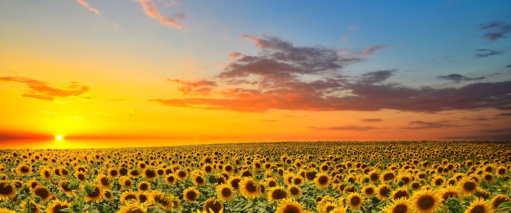 Sonnenuntergang Sonnenblumen, Glasbild Panorama